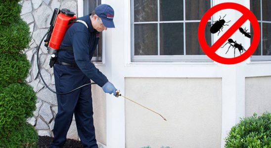 Ardanuç Fare İlaçlama böcek ilaçlama ve haşere kontrolü — ilaclama-tr.com